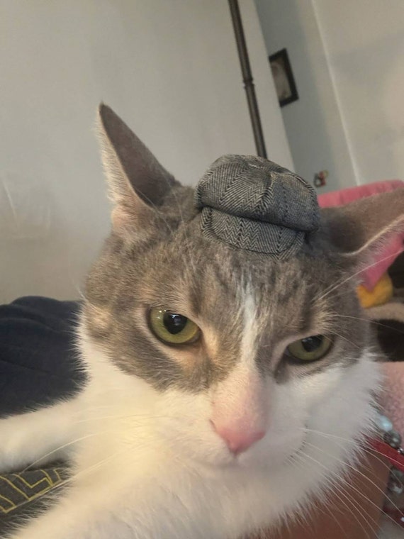 Customer photo of a pet with the Newsboy Cap  for small pet Hedgehog Vogue