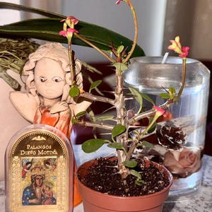 Dwarf Crown of Thorns Red Form (euphorbia Milii Imperatae) - Etsy