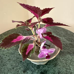 Jane さんが購入した商品の写真を追加しました