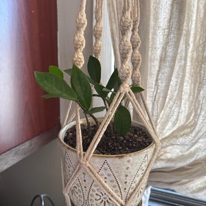 Zamioculcas zamiifolia (ZZ-Pflanze) 4 Zoll Pflanze - Etsy.de