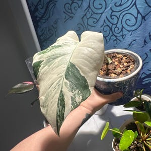 Emily added a photo of their purchase