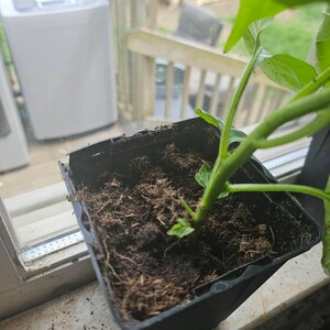 Kim ha añadido una foto de su compra