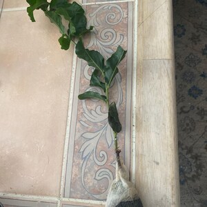 Marissa added a photo of their purchase