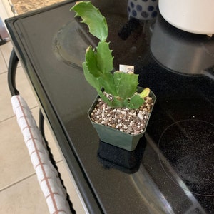 Christmas Cactus Outono Brazil 1 Rooted Plant See | Etsy