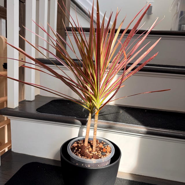 Pink Dracaena Marginata Tricolor Dragon Tree Aka Colorama Madagascar Single  Stem - Etsy