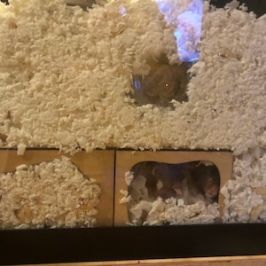 Picture of Hamster Tunnel/ Hamster Cave Hideout/ Chamber Rooms/ Hamster - Etsy