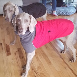 weimaraner winter coat