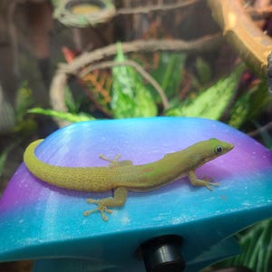 Emily added a photo of their purchase