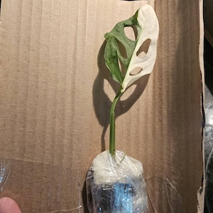 Katelyn added a photo of their purchase