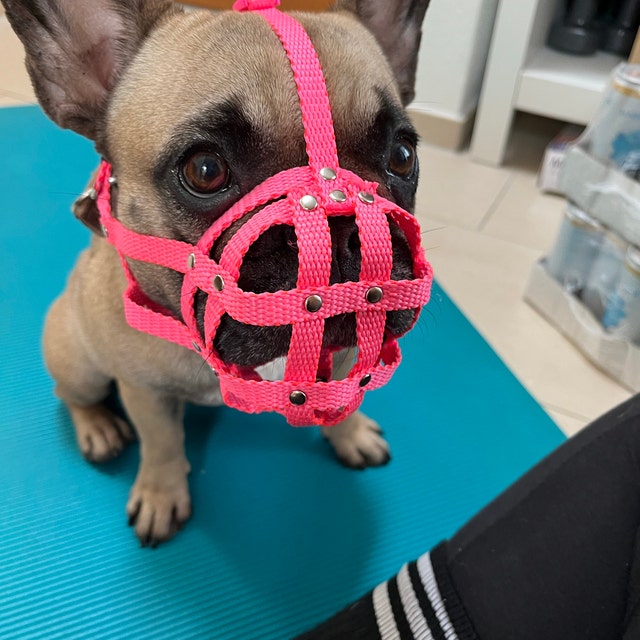 Maulkorb Für Hunde Mit Kurzer Schnauze - Atmungsaktiv Für Französische Bulldogge & Mops