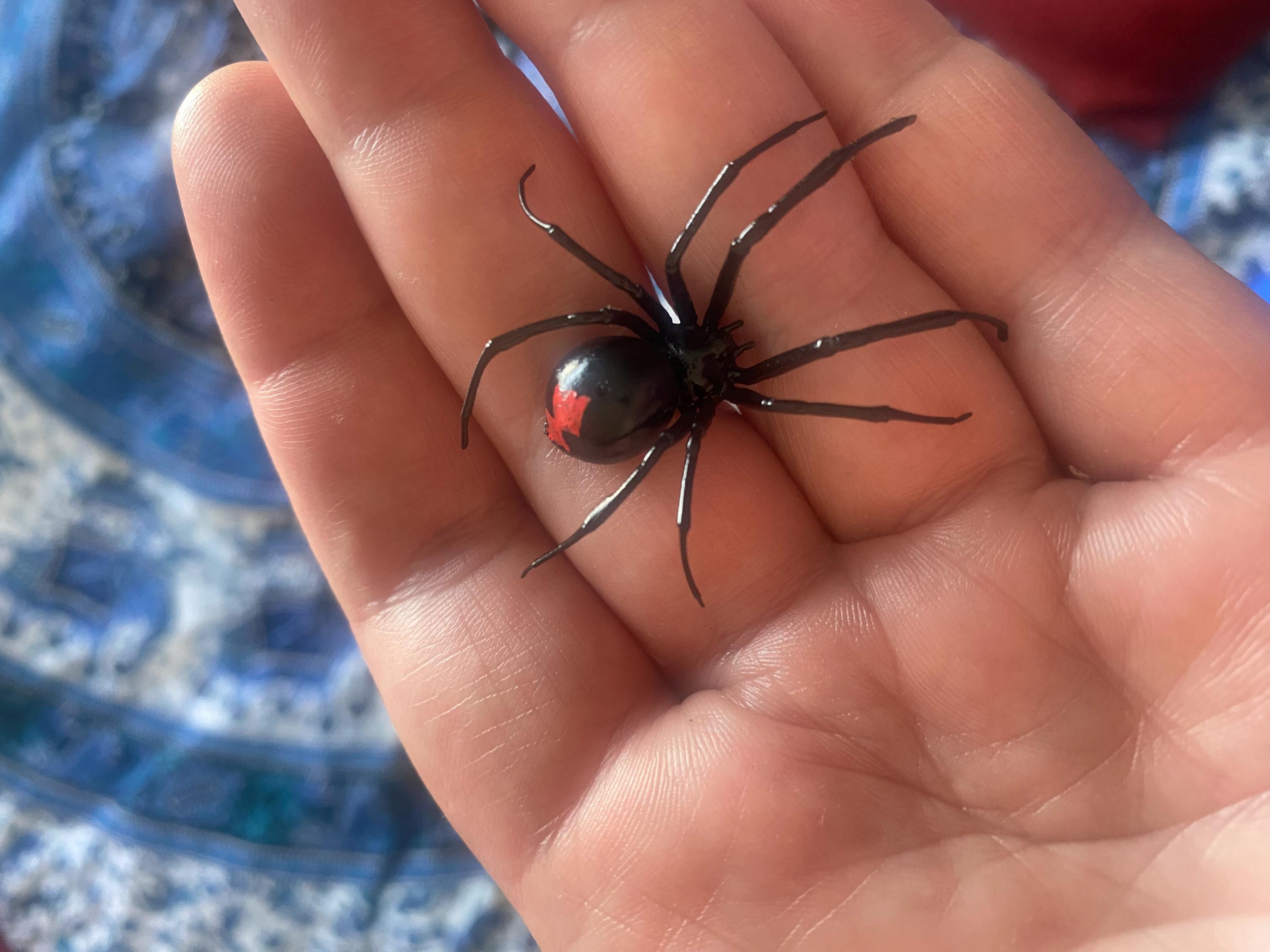 Plastic Black Widow Spider As An Earring, Realistic Latrodectus Hesperus, 1 pcs