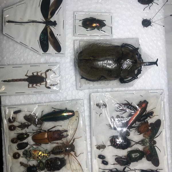 Cheap Insect Assorted Beetles Bugs Insects Wholesale Mix Lot Collection Choose 1, 5 ...