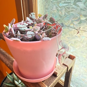 Malorie added a photo of their purchase