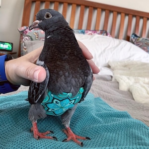 pigeon diapers