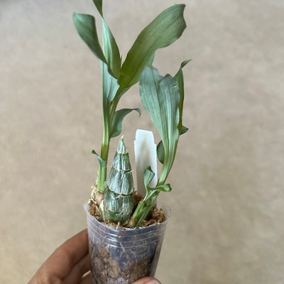 Phal. Tzu Chiang Chrisna, Fragrant Smell Like Roses - Etsy