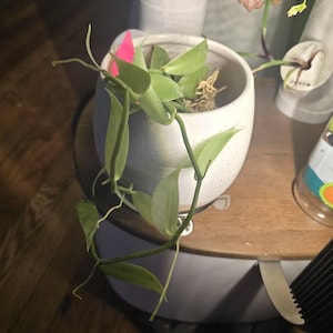 Diane ha añadido una foto de su compra