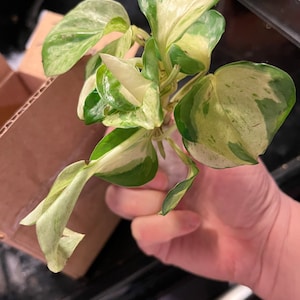 Jen added a photo of their purchase