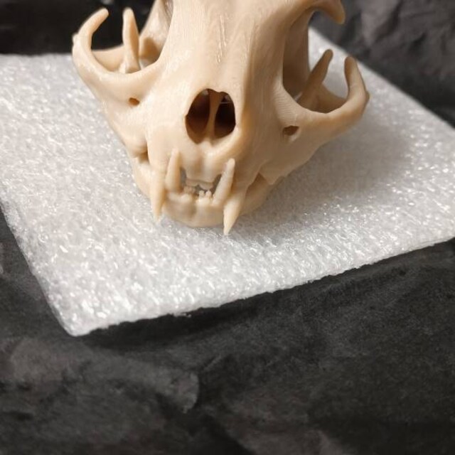 飼い猫の頭蓋骨 • レプリカ動物の頭蓋骨 • 3Dプリント - Etsy 日本