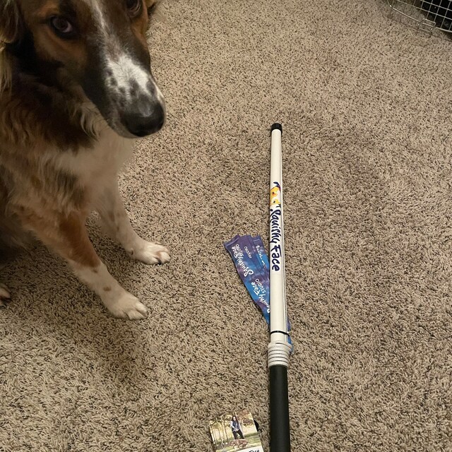 Flirt Pole, Dog Chase Exercise Toy From Squishy Face Studio