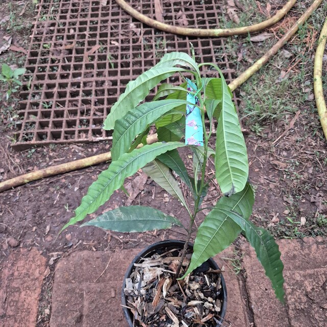 Abiu Fruit Tree: Yellow Caimito, Tropical Delight (10in to 24in