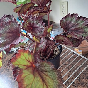 Peperomia 'ruby Ripple' - Etsy