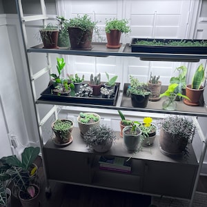 Whitney added a photo of their purchase