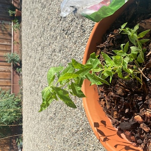 Leo ha añadido una foto de su compra