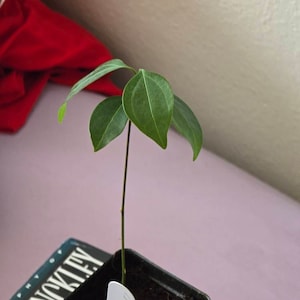 Fran ha añadido una foto de su compra