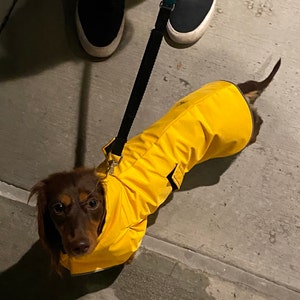 weiner dog raincoat
