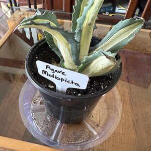 Cj added a photo of their purchase