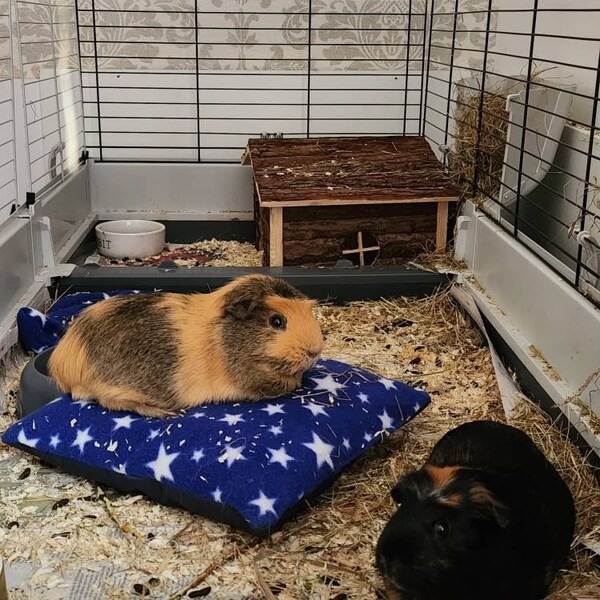 Photo inspiration: Picture Idea: Waterproof Guinea Pig Small Animal Soft Fleece Thick Padded