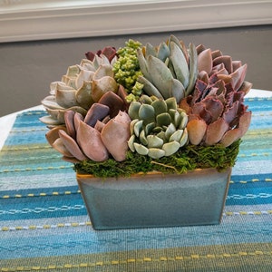 Classic Best Seller Succulent Arrangement, 6 Square Ceramic, Table Top ...