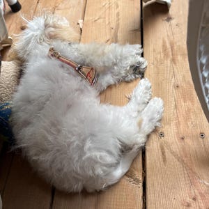 Odelia さんが購入した商品の写真を追加しました