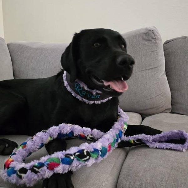 Custom Ribbon Display, Dog Award Ribbon Display Rack, Dog Rosette ...