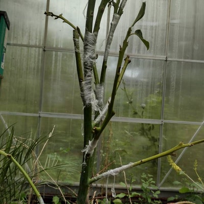 Avocado Tree Cuttings 5 Scions Fresh Cut and Organic 15 Long Message Me