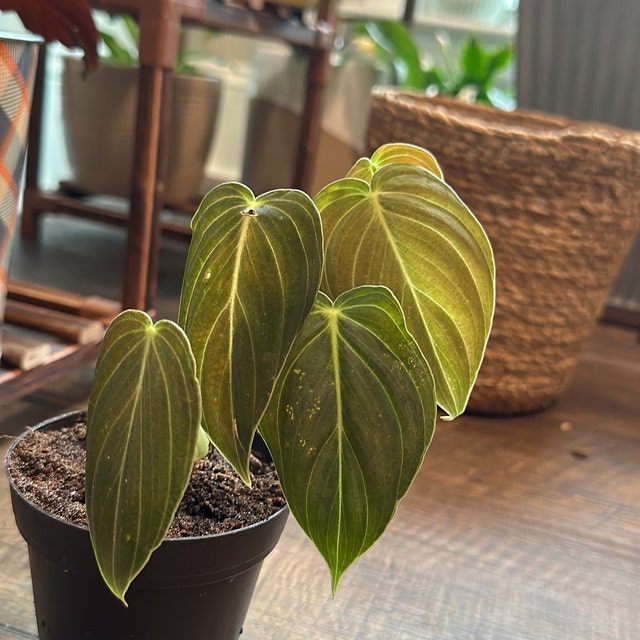 tropical plants indoor Tropical Trio Houseplants with Planter - Large (24-36" tall) Black Planters