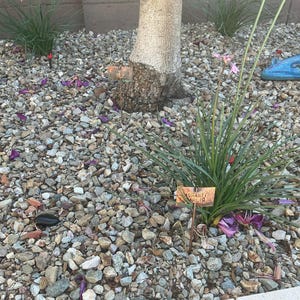 Melanie added a photo of their purchase