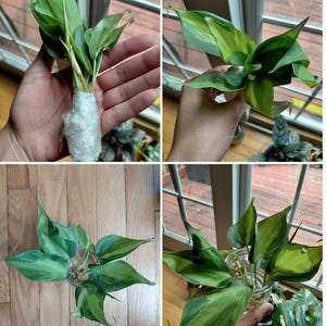 lathenia added a photo of their purchase