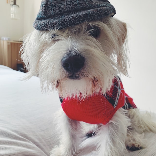 Dog newsboy cap sale