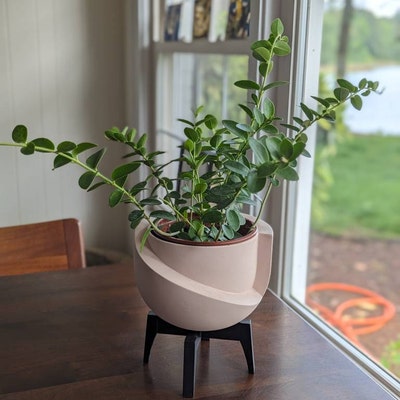 Dischidia String Millions Hearts 4 - Etsy