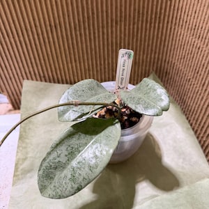 Michelle added a photo of their purchase