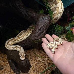 Customizable Ball Python Miniature / Figure / Sculpture / Necklace ...