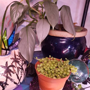 Deb ha aggiunto una foto del proprio acquisto