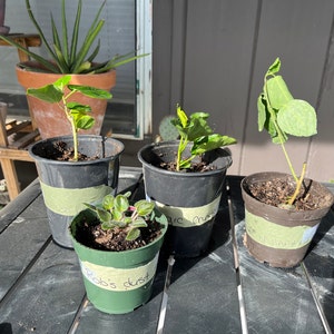 Leah added a photo of their purchase