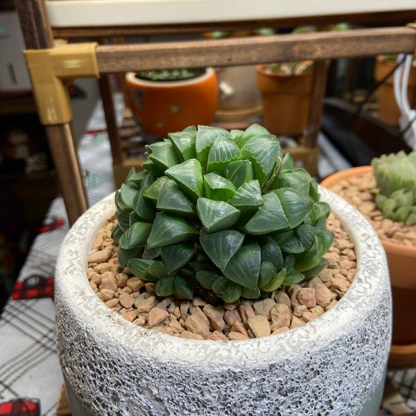Haworthia Retusa | 4 Inch | Live Succulent Plant | Indoor Plant | House ...