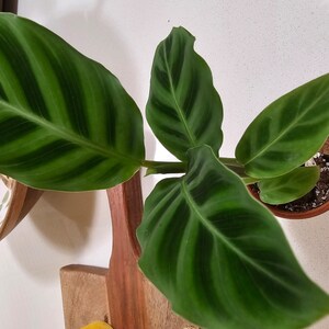Calathea Zebrina Starter Plant (ALL STARTER PLANTS require you to purchase  2 plants!) - Etsy.de