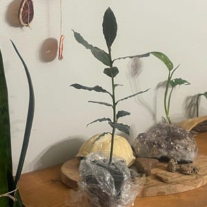 Nancie added a photo of their purchase