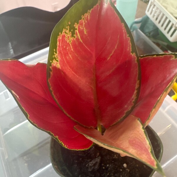 LIVE Splash Plant Pink Polka Dot Plant, Hypoestes Pink 4
