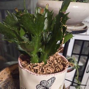 Andrea added a photo of their purchase