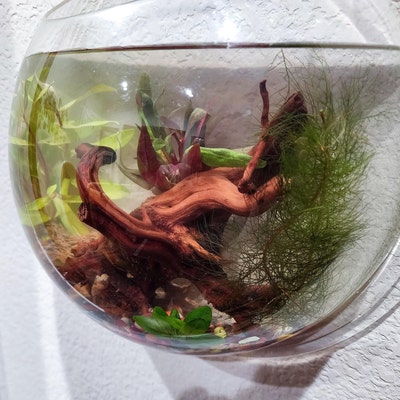 Helanthium Tenellum Tissue Culture Dwarf Chain Sword Aquarium Plants Factory